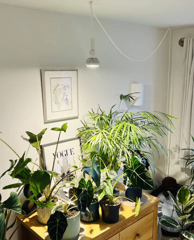 Grow Light, Help Plants Grow In Shady Dark Homes