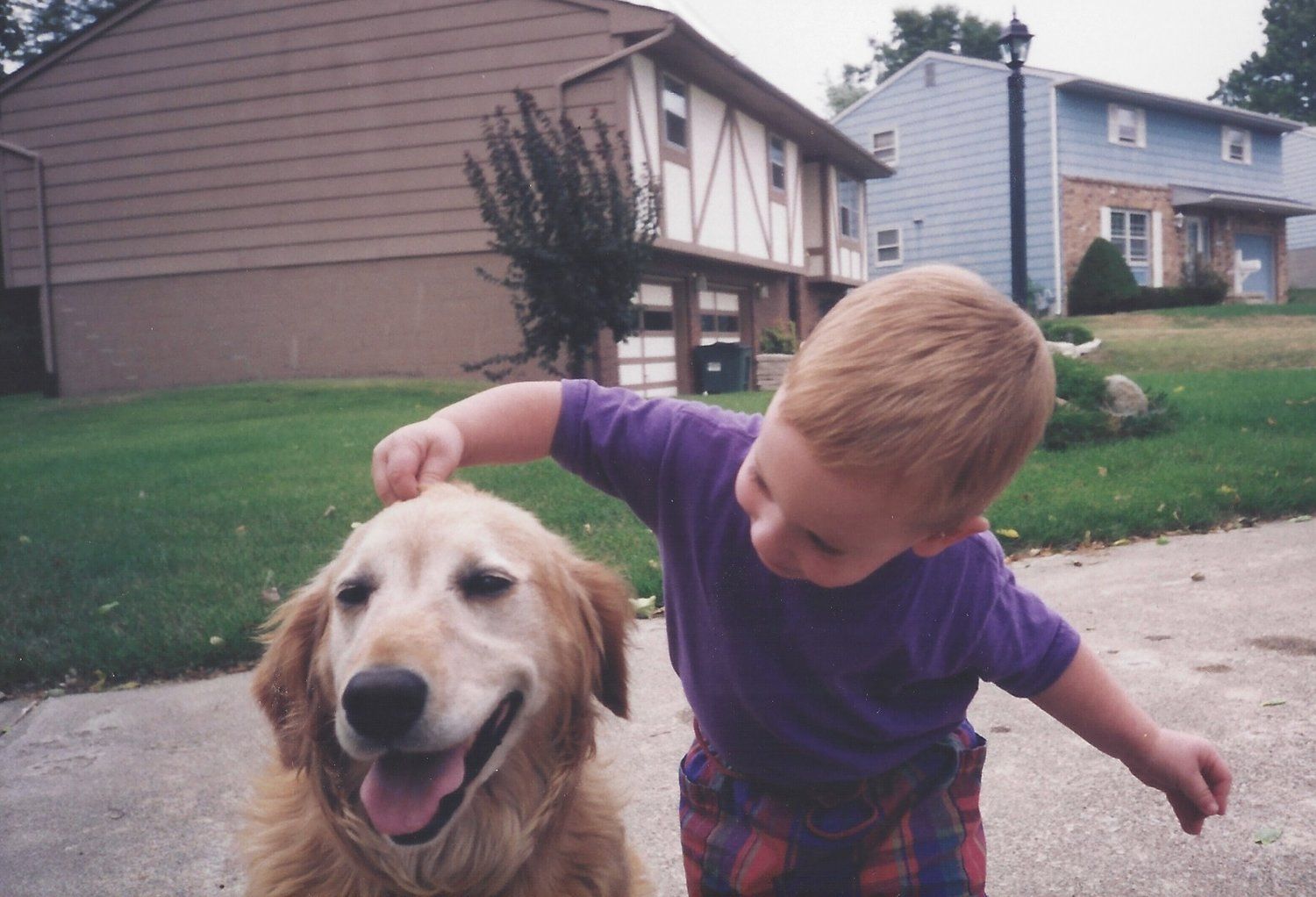 playing with golden retriever playing with golden retriever
