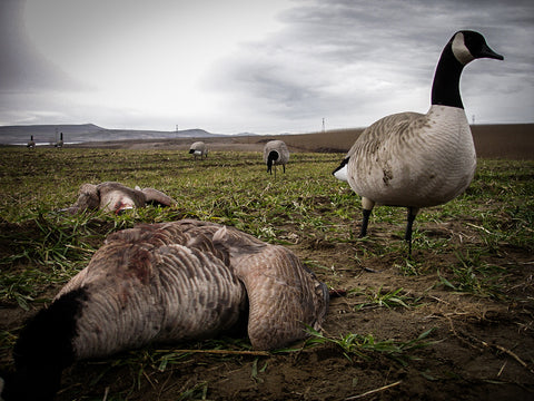 Decoys - What type to use and when – GunDog Outdoors