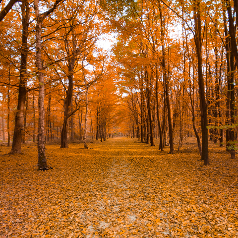 Fall Trees