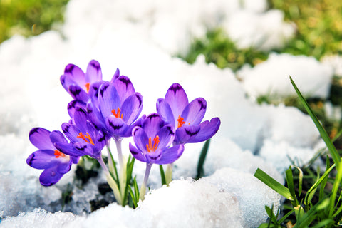 Purple flowers emerging from snow