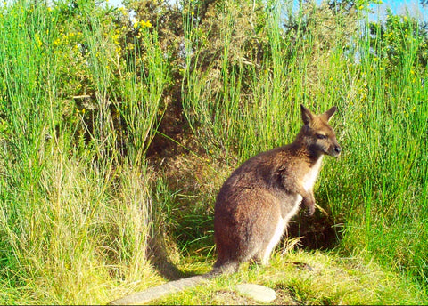 A Bennett wallaby