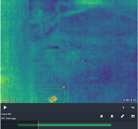Thermal image of a rat