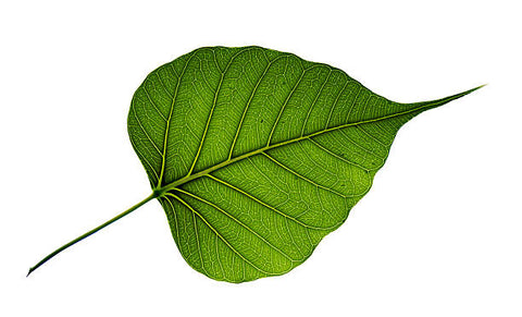 alexanderlawnde Bodhi Leaf Image