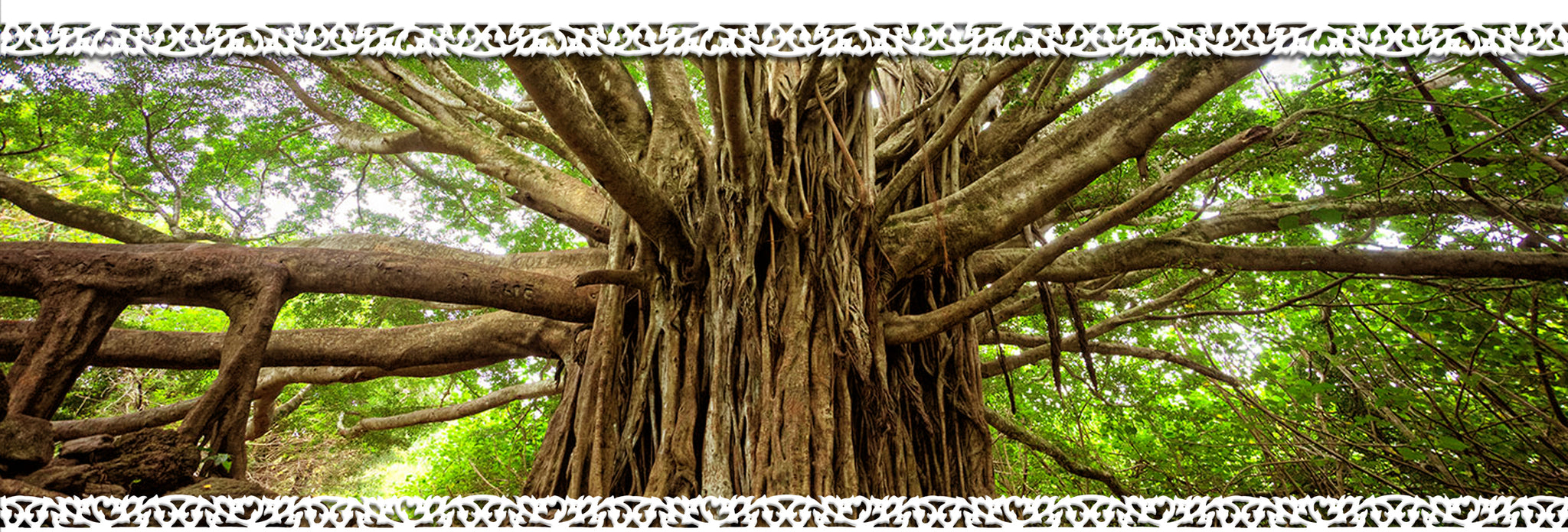 alexanderlawnde Bodhi Tree About Us Image