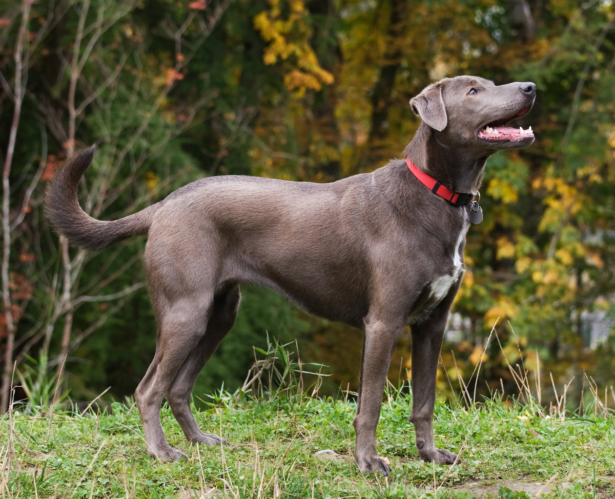 State Dog of Texas - The Blue Lacy Dog – REPUBLIC OF TEXAS