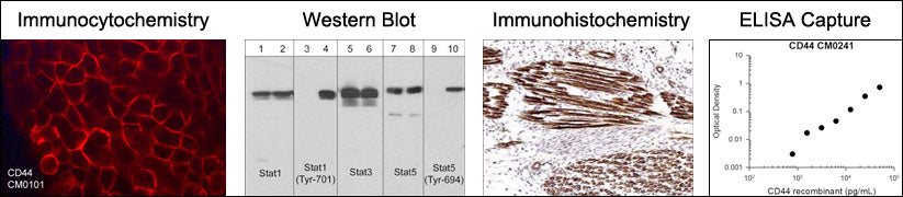 Immunocytochemistry     Western Blot     Immunohistochemistry     ELISA Capture