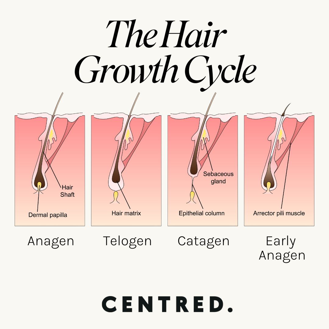 the hair growth cycle