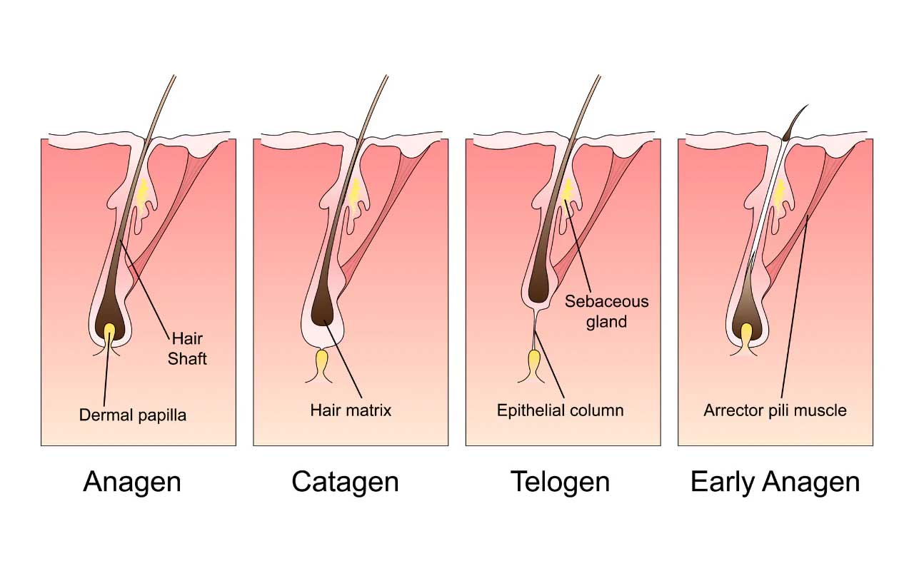 Male Hair Growth Stages