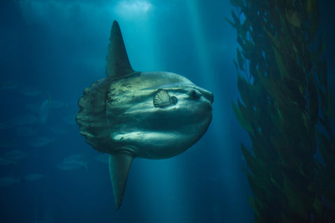 Sunfish