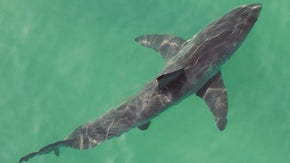 shark-drone-photo (1).jpg__PID:f11e0035-38e4-4164-9d78-09225c16eafc