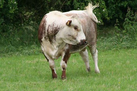 Irish Moiled cattle - Pheasants Hill Farm sells rare breed Irish Moiled beef - free delivery to Ireland, England, Scotland, UK. 
