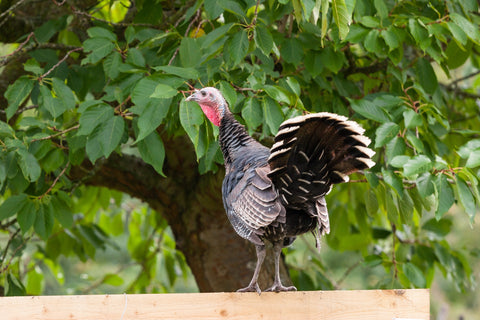 Free range bronze turkey