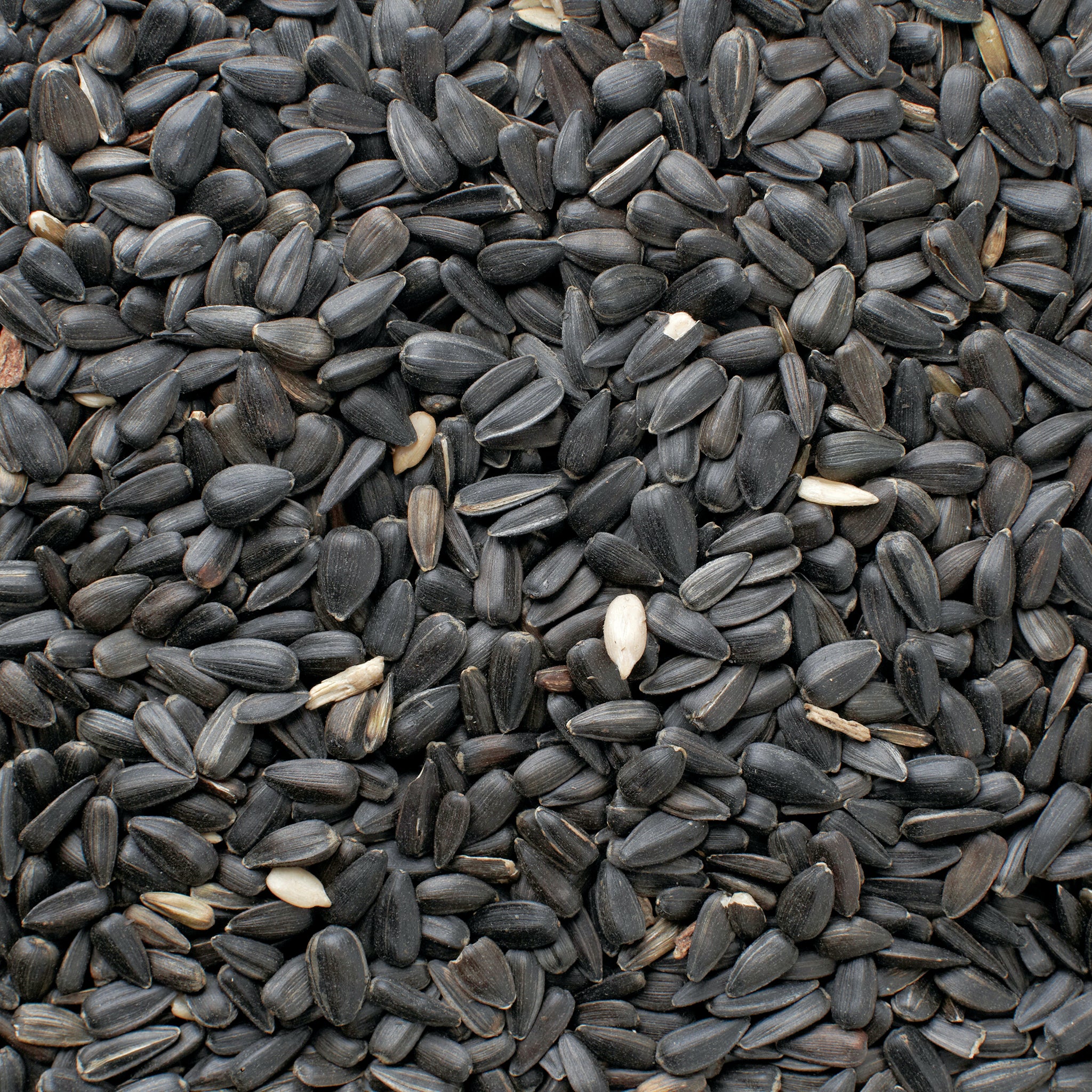 black oil sunflower for birds