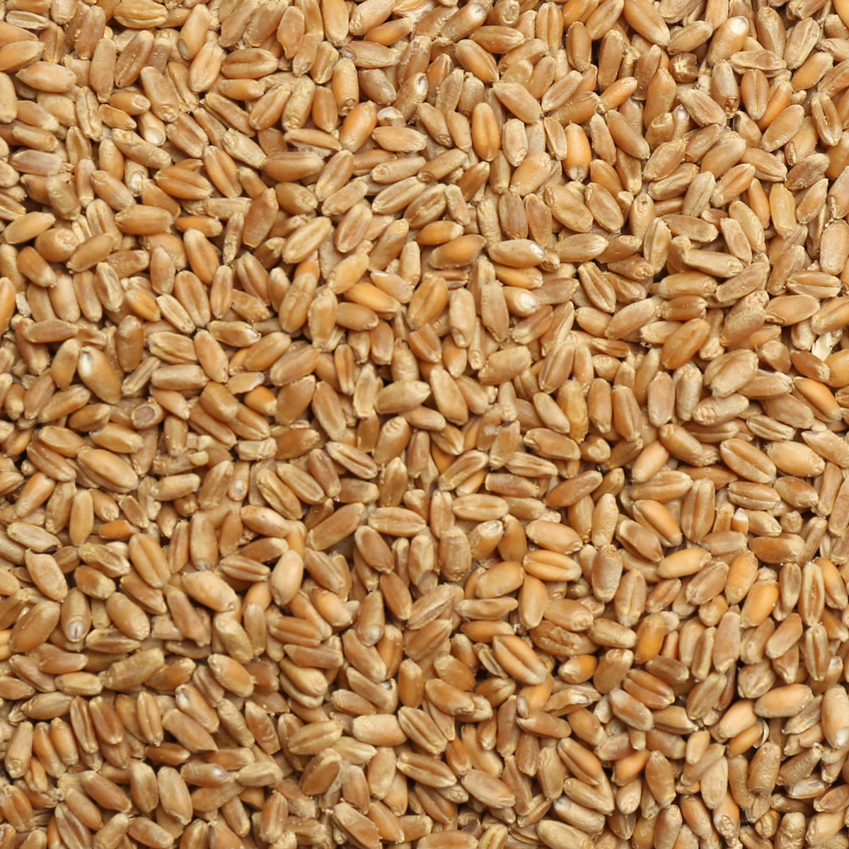 wic grains