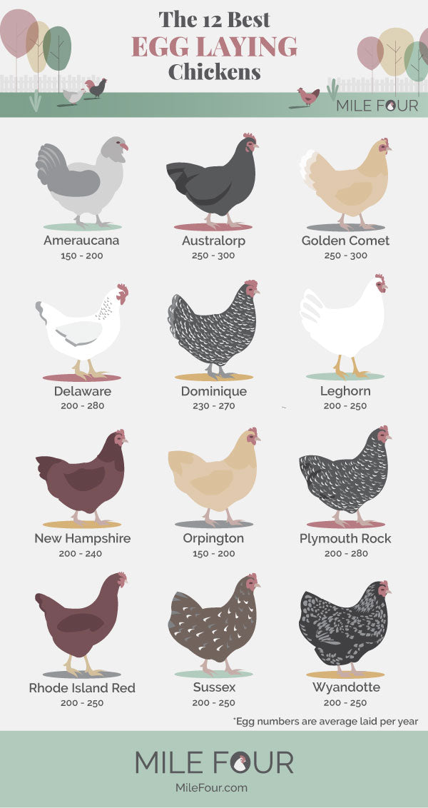 Free Range Eggs Ultimate Guide Best Egg Laying Chickens