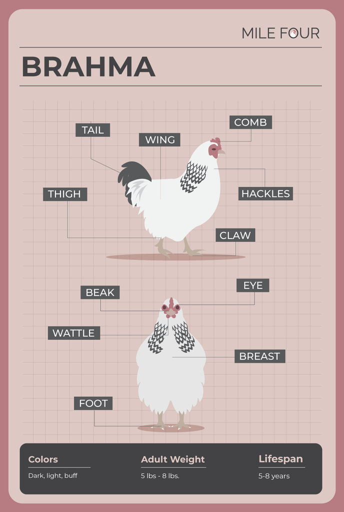 Brahma Chicken: America's First Meat Breed - Farming Plan