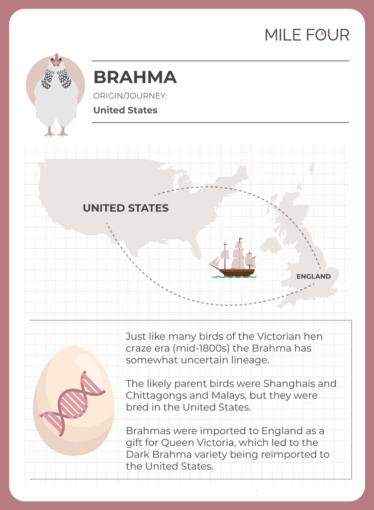 history of brahma chicken