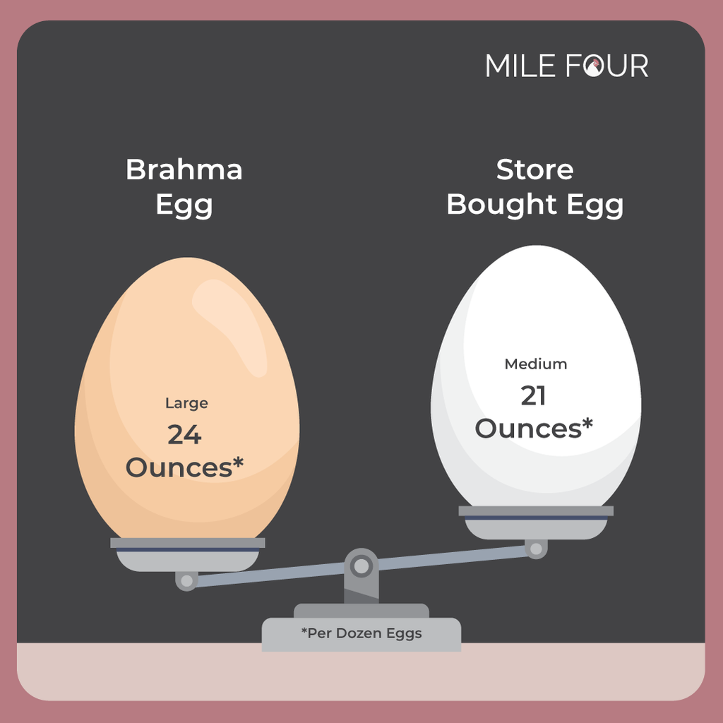 brahma chicken egg laying