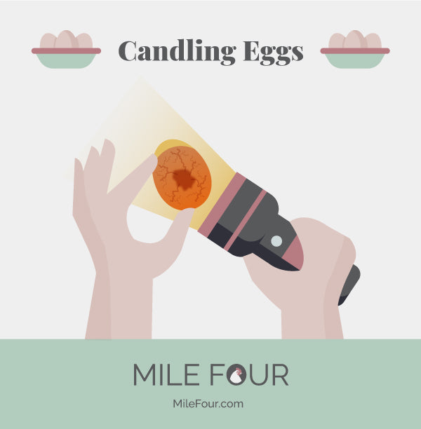 Candling chicken eggs