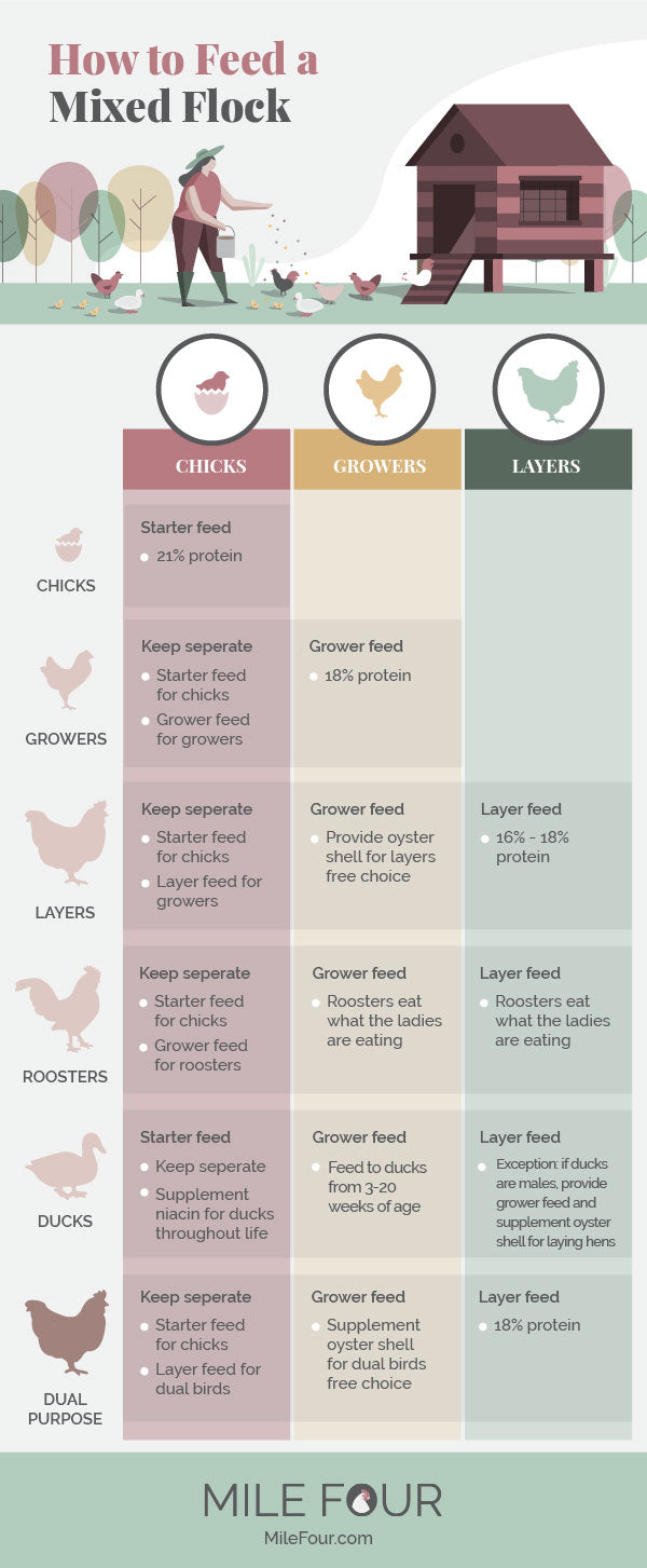 how to feed a mixed flock