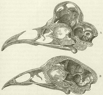 chicken vaulted skull