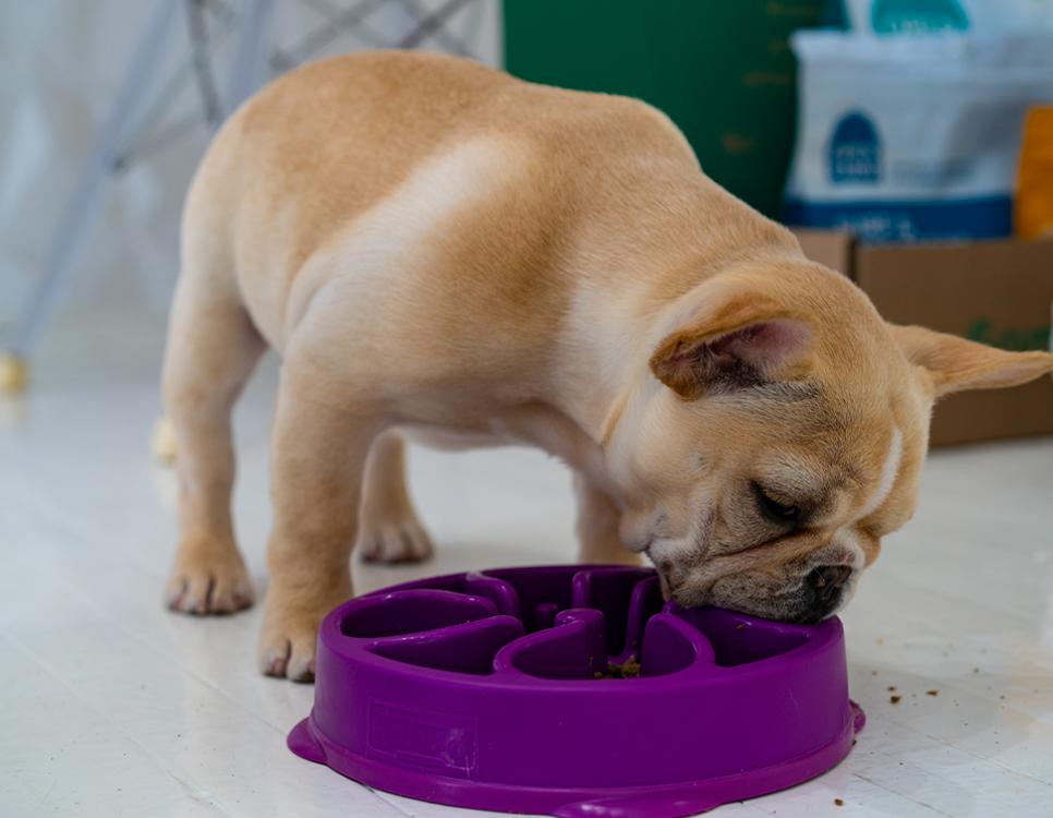Puppy eating from slow feeder bowl