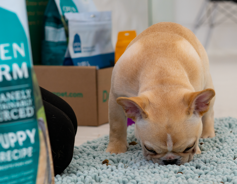 Treats hidden in a snuffle rug