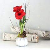 red flower bloom christmas holiday bulb house plant floral florist toronto etobicoke same day delivery