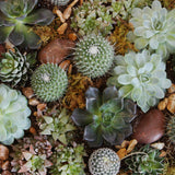 cacti cactus succulents terrarium plants house 