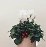 white bloom flower cyclamen plant home house christmas holiday toronto etobicoke flower florist floral delivery