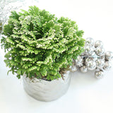 frosty fern plant house toronto etobicoke florist flower design floral home decor same day delivery green