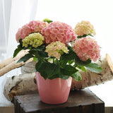 pink hydrangea plant oleander floral design toronto etobicoke florist flower delivery same day house garden