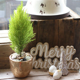lemon cypress christmas holiday plant toronto etobicoke same day flower florist floral delivery ever green tree indoor house 