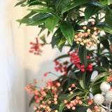 pink red orange peach berry winter christmas holiday plant house same day delivery toronto etobicoke flowers florist floral design