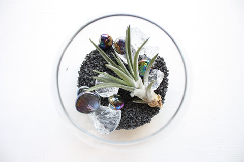 air plant tillandsia toronto florist flower delivery  