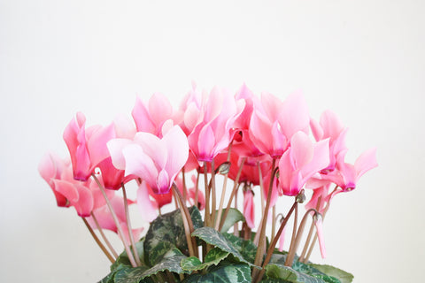 cyclamen pink bloom christmas plant tropical toronto florist design etobicoke