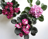 pink purple white flower bloom house plant tropical toronto etobicoke same day flower delivery florist floral 