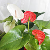 anthirium plant red and white blooms