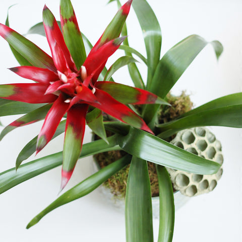 bromeliad guzmania silver vase local tropical plants florist flowers Toronto Etobicoke flower delivery same day