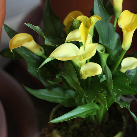 yellow calla lily plant potted toronto etobicoke same day flower florist delivery local grow 