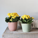 two yellow calendiva plants potted in dusty pink and sage green ceramic pots