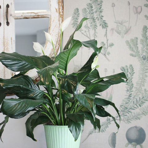 peace lily spath green plant tropical house toronmto etobicoke oleander floral design delivery same day flowers