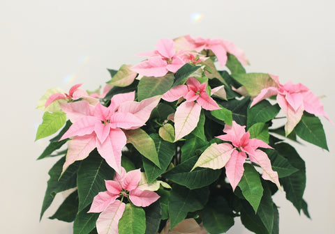 pink poinsettia tropical plant