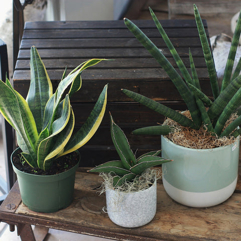 sansevieria starfish cylindrica mother in law'sd tongue local plant toronto etobicoke flower delivery florist 