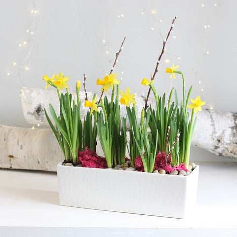 Spring bulbs daffodils pussy willow tulips hyacinth toronto florist flowers etobicoke bloom same day delivery
