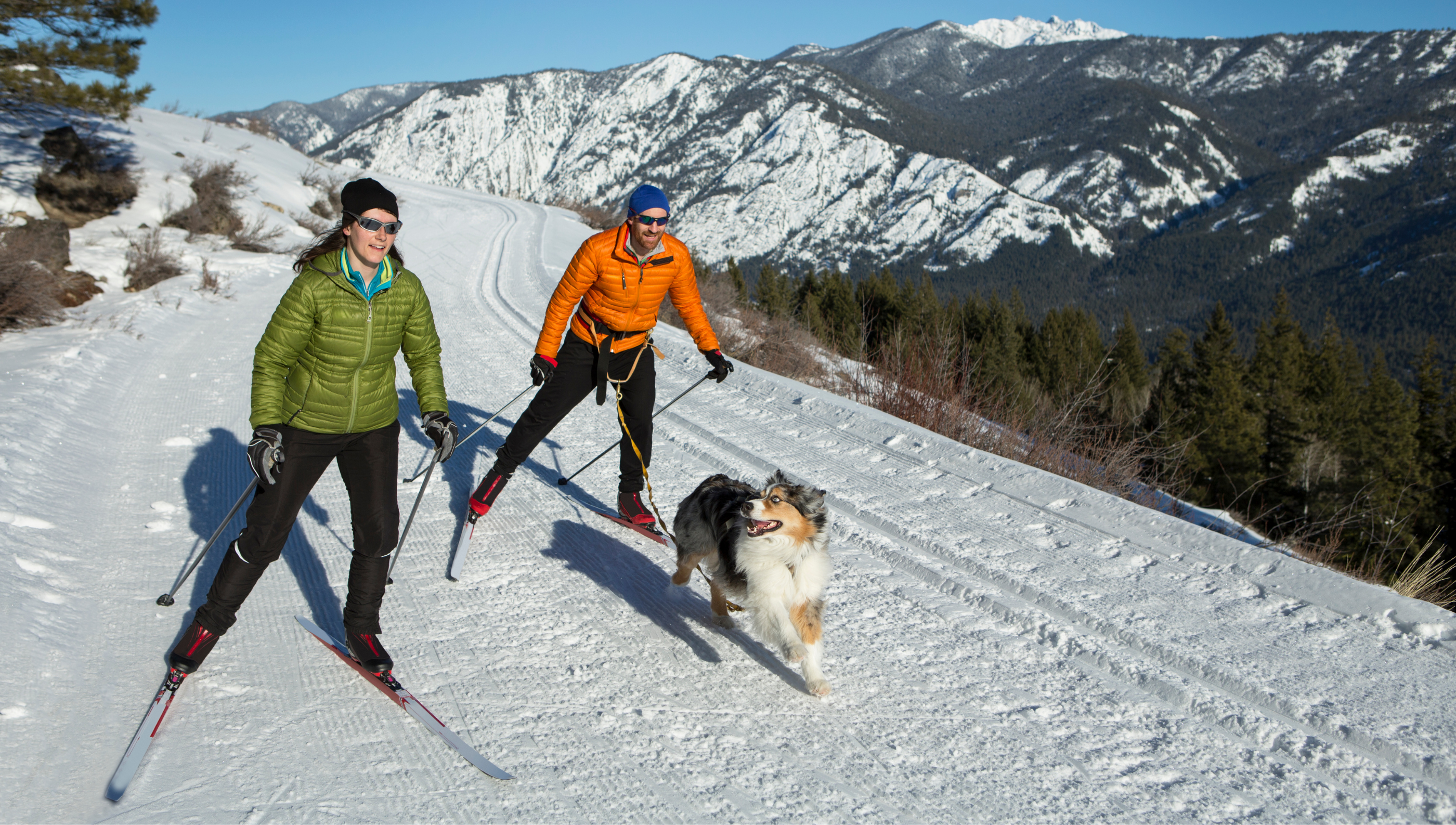 dog pulling couple on skis
