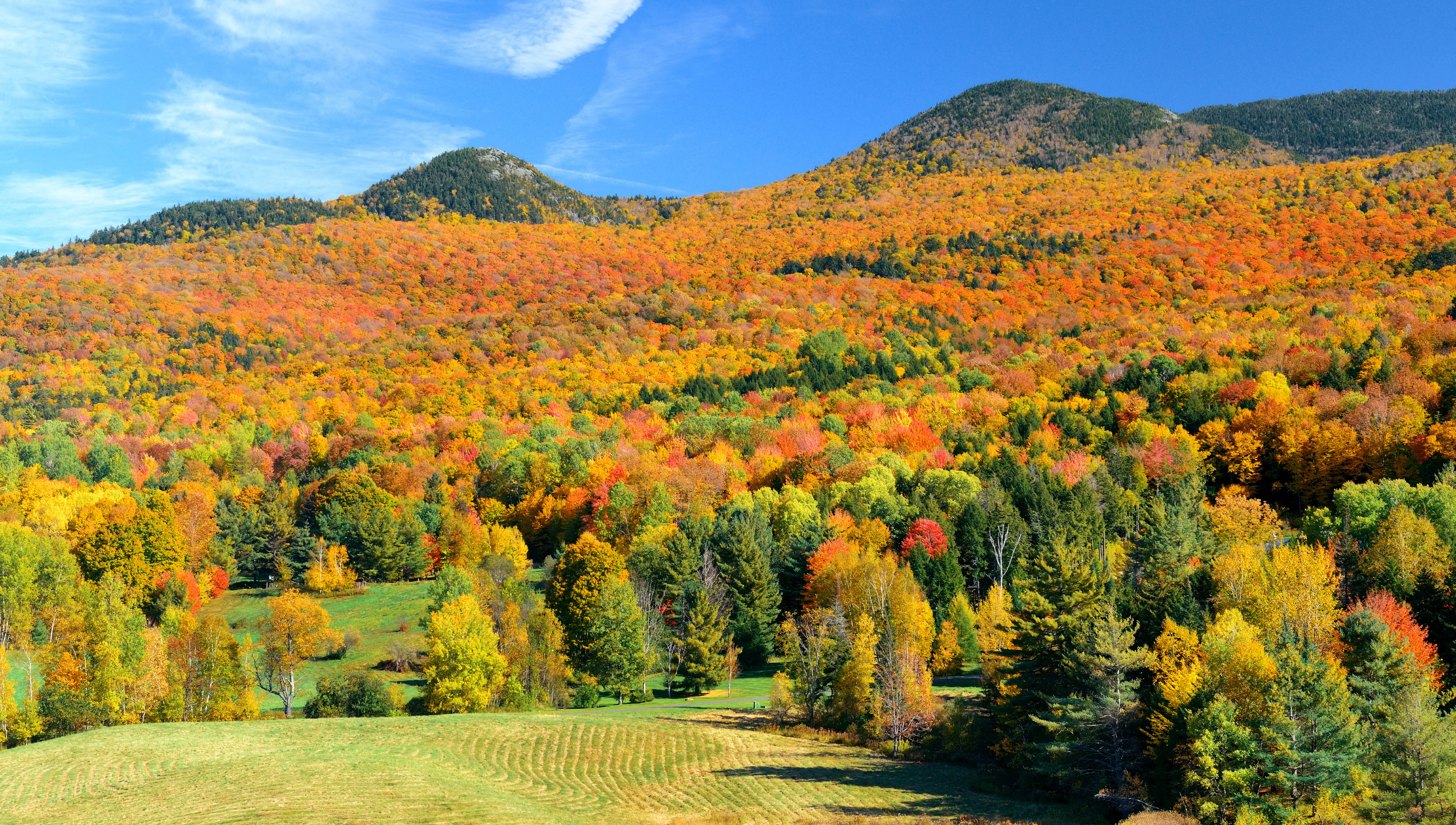 Trees during Fall in Stowe Vermont