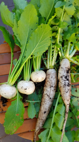 Daikon grown on the Balcony