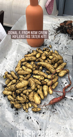 Kifler harvest from a Grow Potatoes Pack
